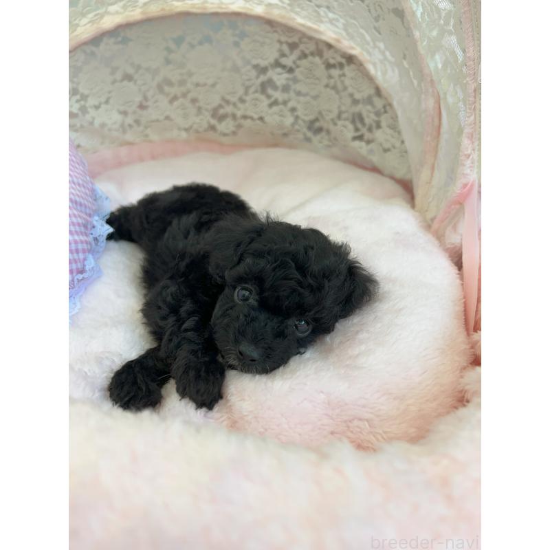 販売中の静岡県のミックス犬-410539の2枚目